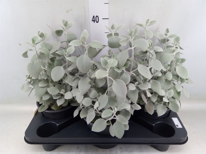 <h4>Kalanchoe NF   ...</h4>