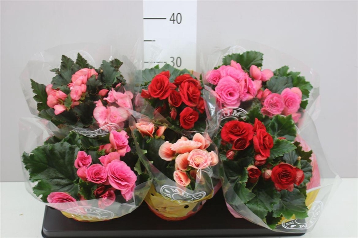 <h4>Begonia Du Gemengd</h4>