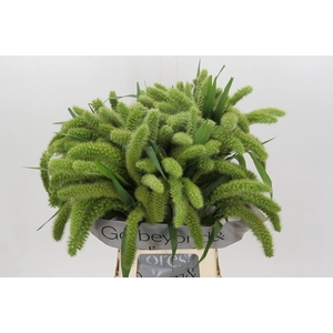 SETARIA ITALICA 'VOLLE MELK'