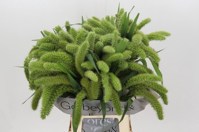 <h4>SETARIA ITALICA 'VOLLE MELK'</h4>