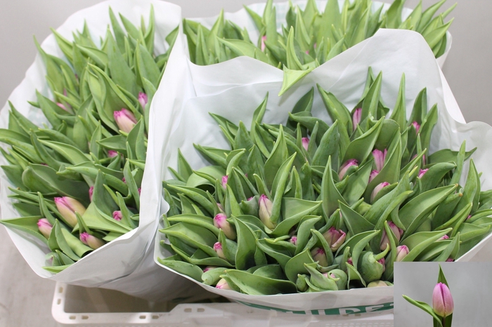 <h4>Tu En Sugar Prince</h4>