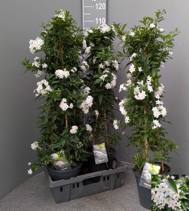 <h4>SOLANUM JASMINOIDES</h4>