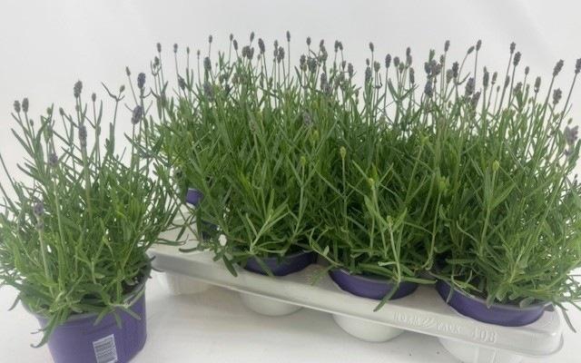 <h4>LAVAN AN HIDCOTE</h4>