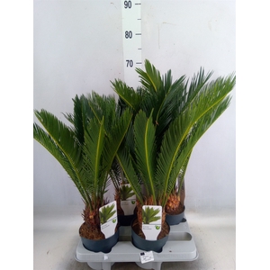 Cycas revoluta