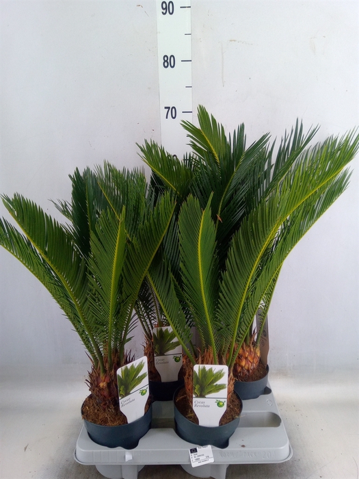 <h4>Cycas revoluta</h4>