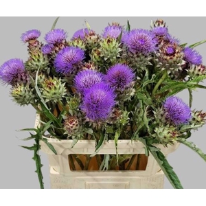 Cynara Cardunculus