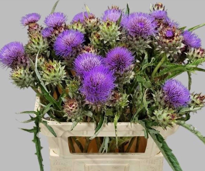 <h4>Cynara Cardunculus</h4>