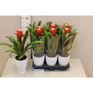 ARR BROMELIA