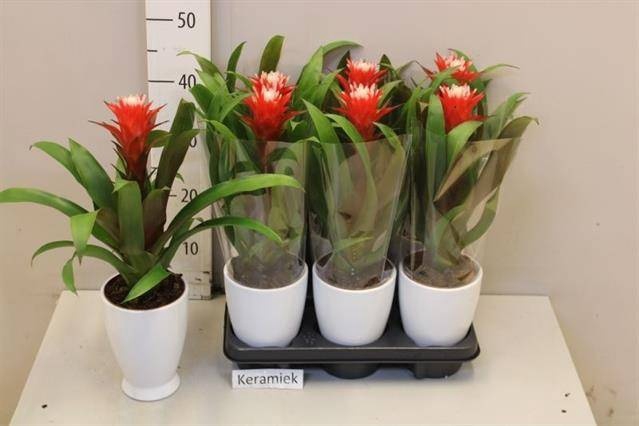 <h4>ARR BROMELIA</h4>