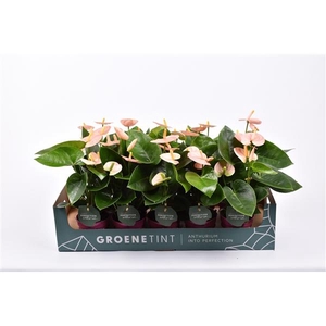 Anthurium (Andreanum Grp) Spirit