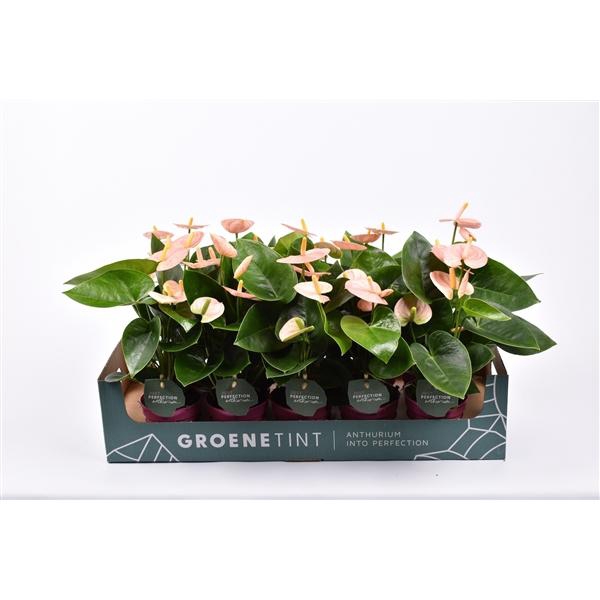 <h4>Anthurium (Andreanum Grp) Spirit</h4>