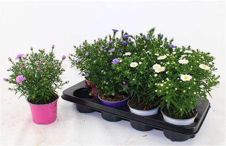 <h4>Aster D Alpha Pink</h4>