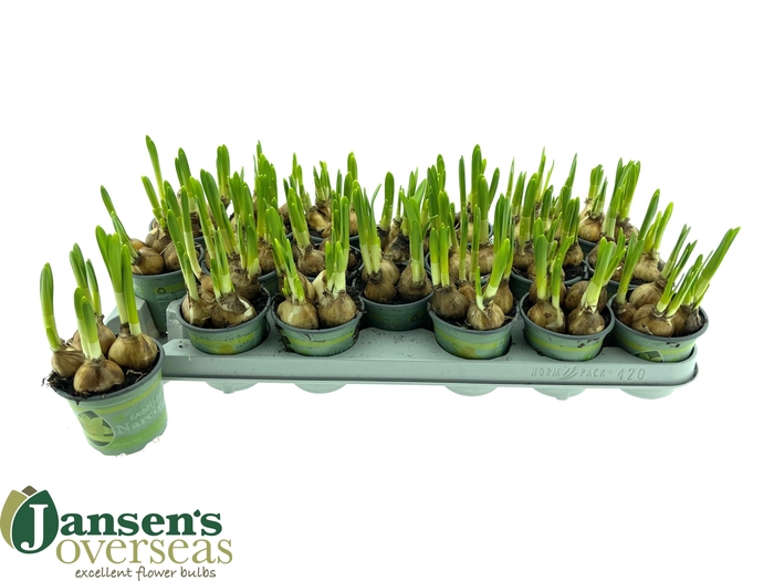 <h4>NARC O TETE A TETE</h4>