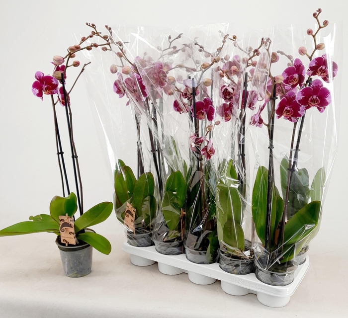 <h4>PHAL OV PAARS</h4>