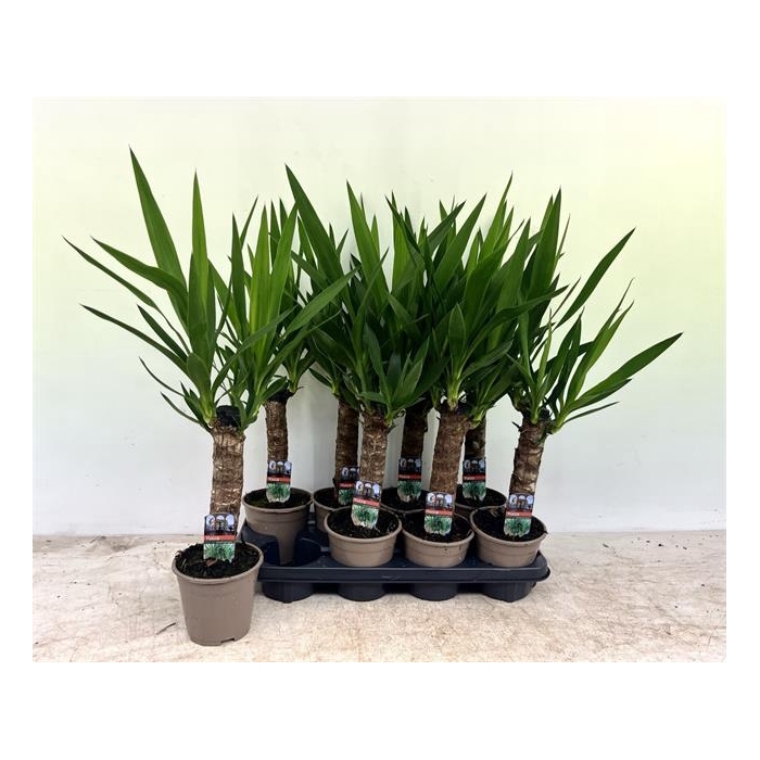 <h4>Yucca 14Ø 80cm 2Head</h4>