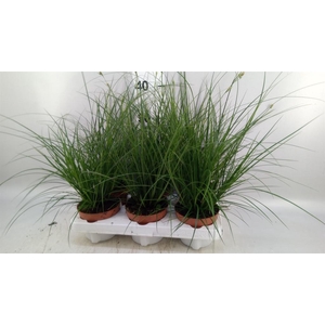 Carex brunnea