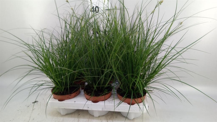 <h4>Carex brunnea</h4>