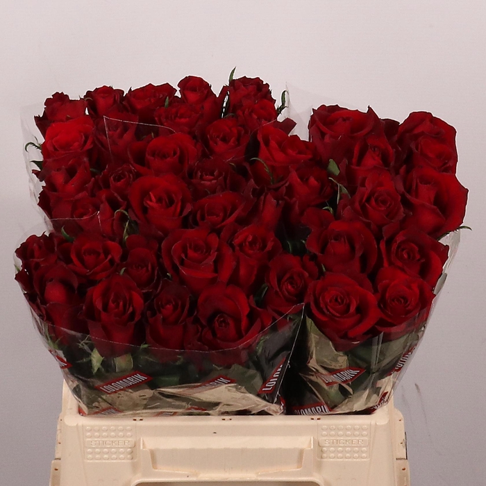 <h4>R GR EVER RED</h4>