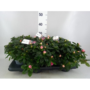 Rhododendron sim.   ...mix