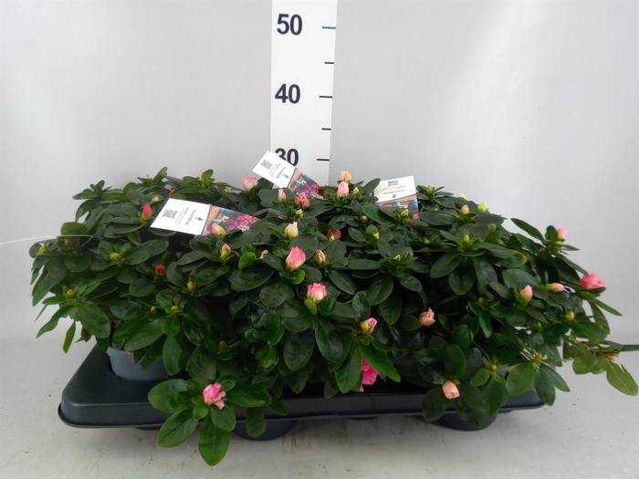 <h4>Rhododendron sim.   ...mix</h4>