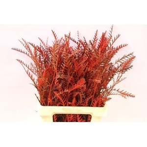 Grevillea ivanhoe paint red