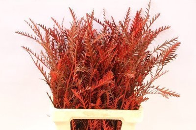 <h4>Grevillea ivanhoe paint red</h4>