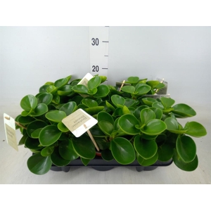 Peperomia obt. 'Green Gold'
