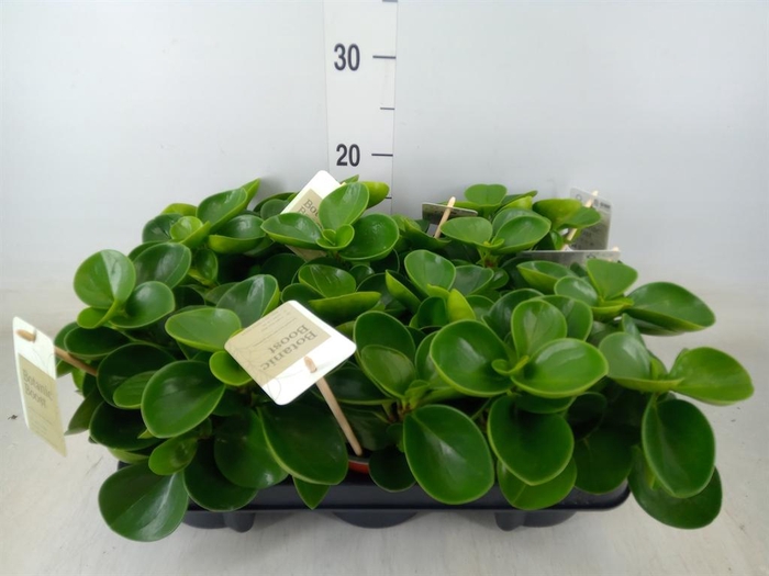 <h4>Peperomia obt. 'Green Gold'</h4>