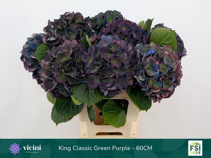 <h4>HYDR M ROYAL KING CL</h4>