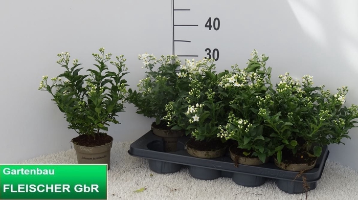 <h4>SOLANUM JASMINOIDES</h4>