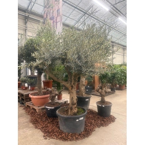 Olea europaea (Olijf) stam 100ltr, 40-60 laag vertakt