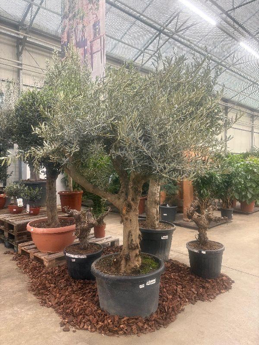<h4>Olea europaea (Olijf) stam 100ltr, 40-60 laag vertakt</h4>