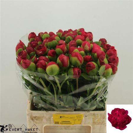 <h4>Paeo Com Performance</h4>