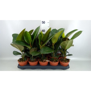 Ficus elastica 'Robusta'