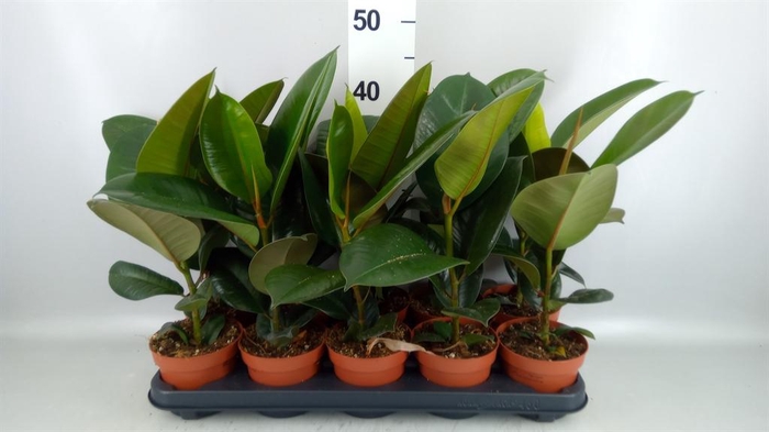 <h4>Ficus elastica 'Robusta'</h4>