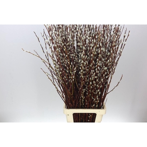 Salix Pussy Willow