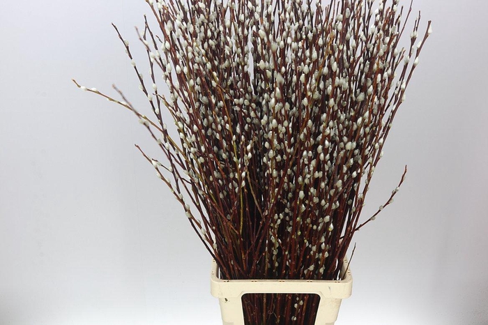 <h4>Salix Pussy Willow</h4>