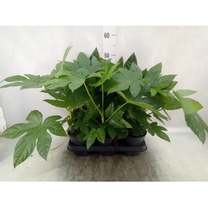 Fatsia japonica