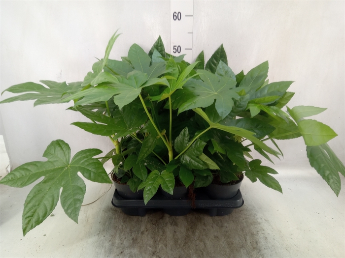 Fatsia japonica