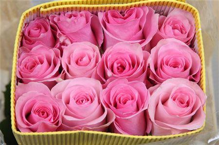 <h4>R Gr Christa Ec</h4>