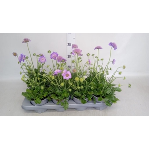 Scabiosa cauc.