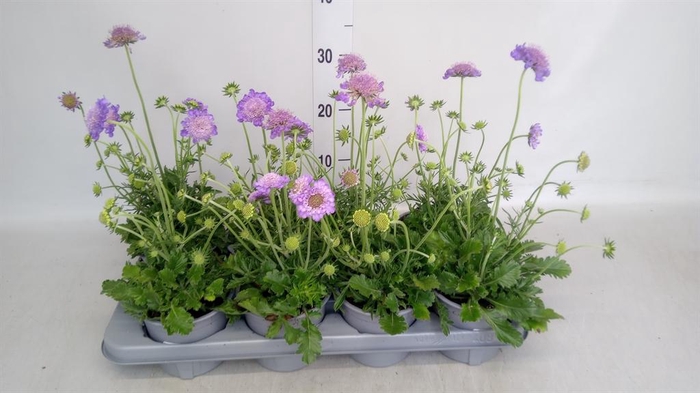 <h4>Scabiosa cauc.</h4>