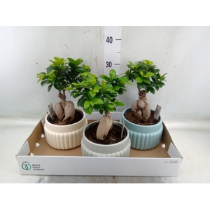 Ficus microcarpa 'Ginseng'