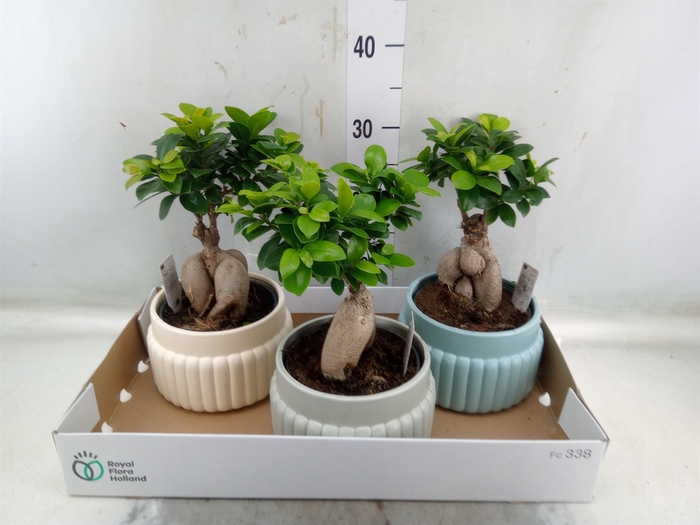 <h4>Ficus microcarpa 'Ginseng'</h4>