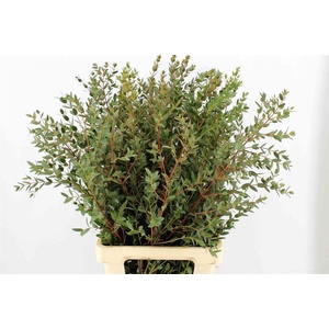 Euca Parvifolia 150gr P Bunch