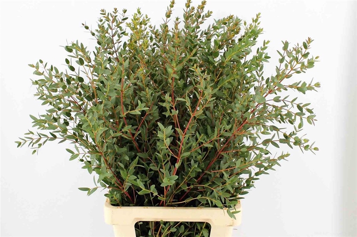 <h4>Euca Parvifolia 150gr P Bunch</h4>