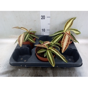 Labisia obtusifolia 'Kura Kura'