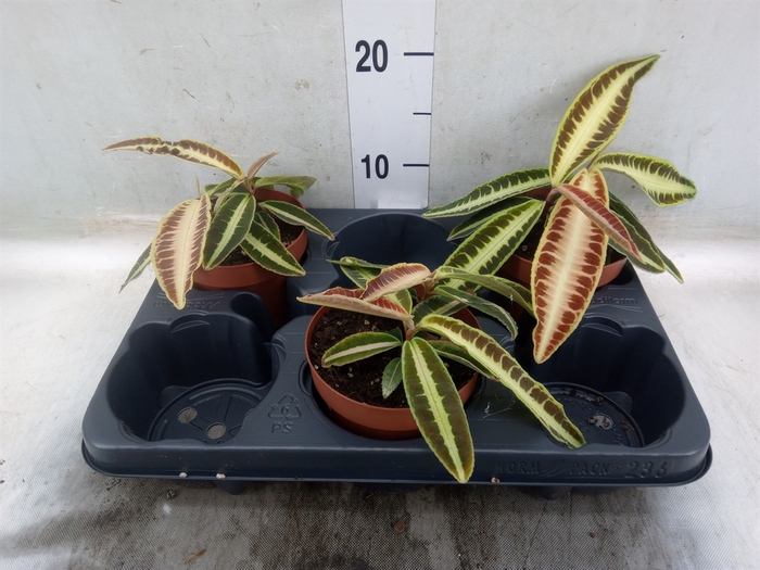 <h4>Labisia obtusifolia 'Kura Kura'</h4>