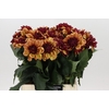 Dahlia Creme de Cognac