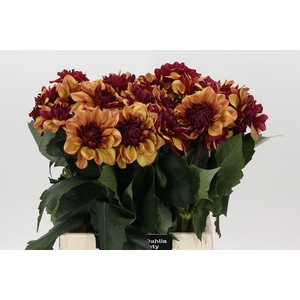 Dahlia Creme de Cognac
